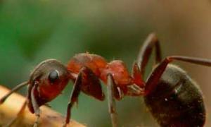 К чему снятся муравьи в доме