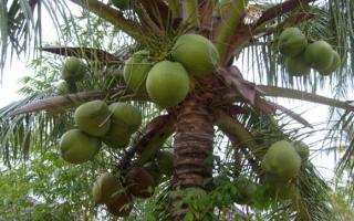 Кокосовая пальма – азиатское дерево жизни Что производят из плодов кокосовой пальмы