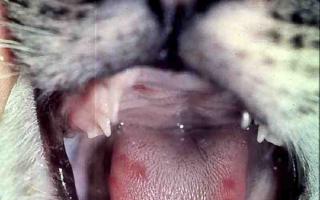 Причины опухания нижней губы у кошки и что при этом делать
