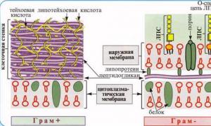 Структура и элементы бактериальной клетки