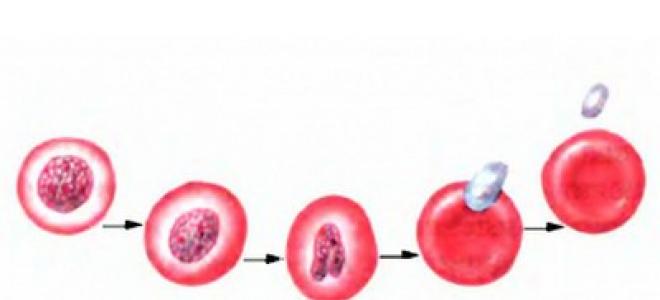 Красные кровяные тельца (эритроцпты)