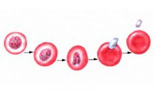 Красные кровяные тельца (эритроцпты)